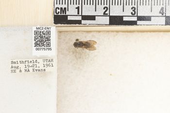 Media type: image;   Entomology 775795 Aspect: Labels